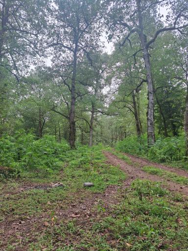 عکس جنگل لفور