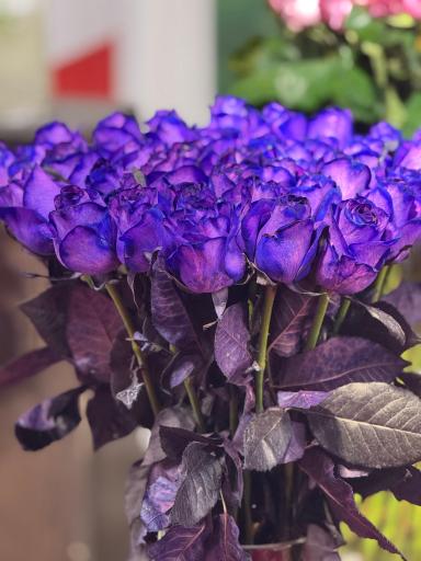 عکس گل سمنگانی