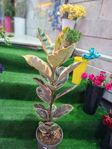 عکس گلسرای ژیوا