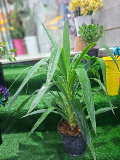 عکس گلسرای ژیوا