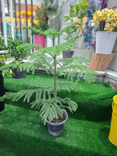 عکس گلسرای ژیوا