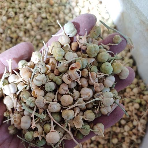 عکس آریا گل