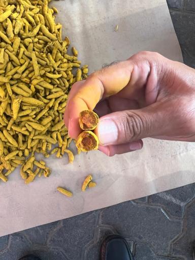 عکس آریا گل