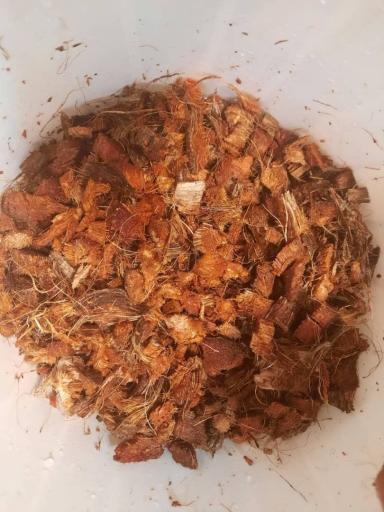 عکس آریا گل