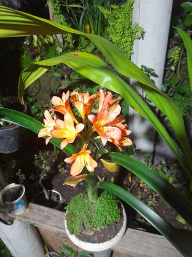 عکس گلسرای یاس