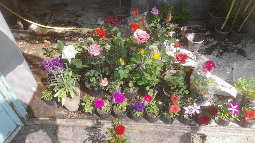 عکس گلسرای یاس