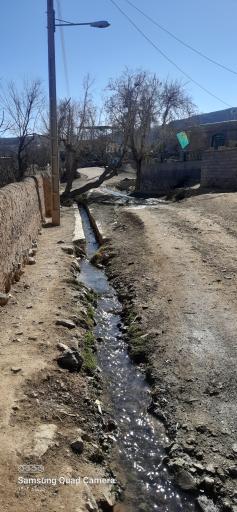 عکس چنار چشمه
