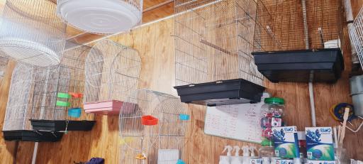 عکس فروشگاه خوراک دام و طیور اصغری