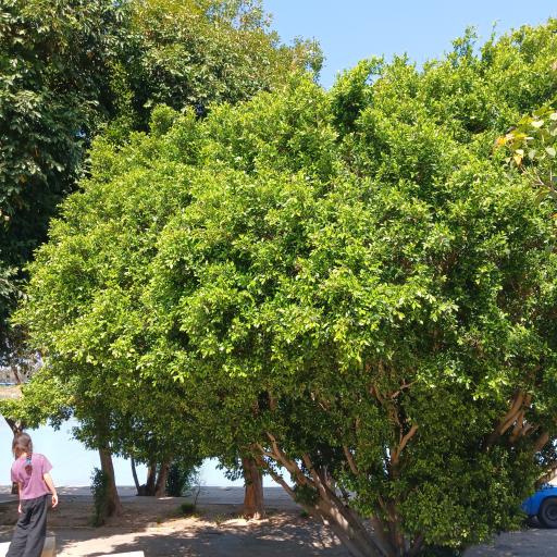 عکس بوستان دولت