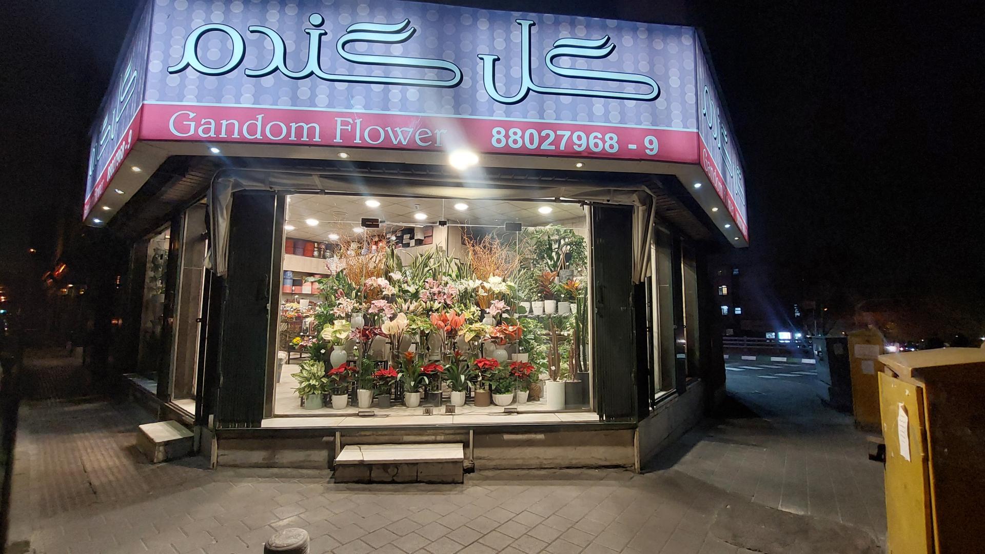 عکس گل گندم