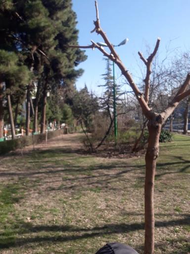 عکس بوستان طلوع