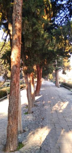 عکس بوستان طلوع