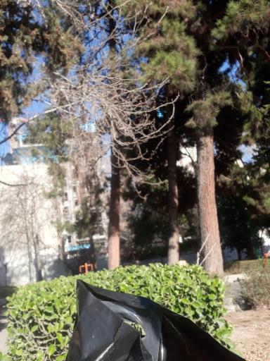 عکس بوستان طلوع