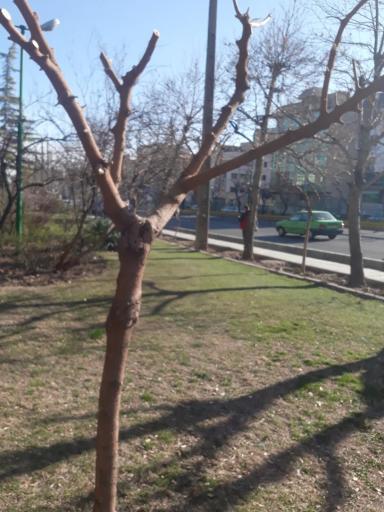 عکس بوستان طلوع