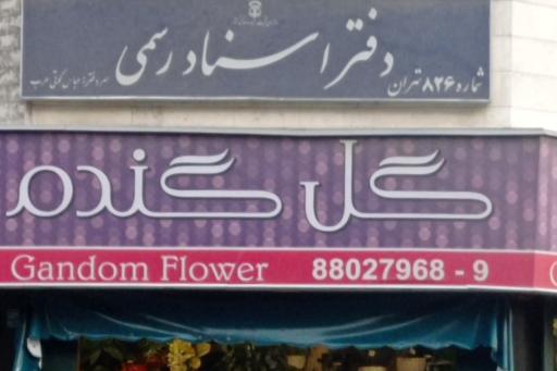 عکس گل گندم