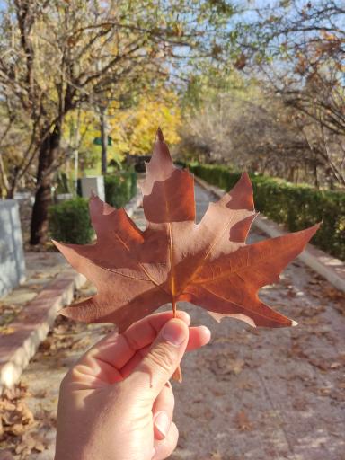 عکس باغ خانواده