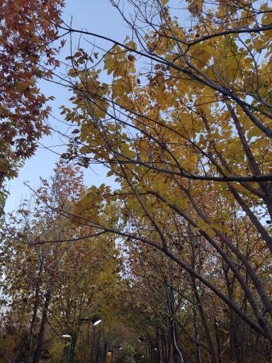 عکس باغ خانواده