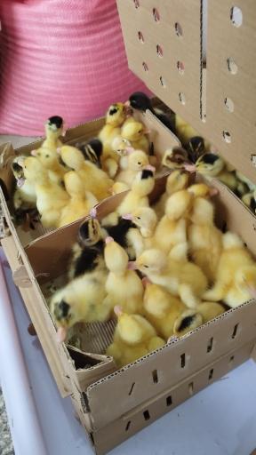 خدمات مرغداری پشتیبان 