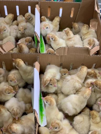 عکس خدمات مرغداری پشتیبان 