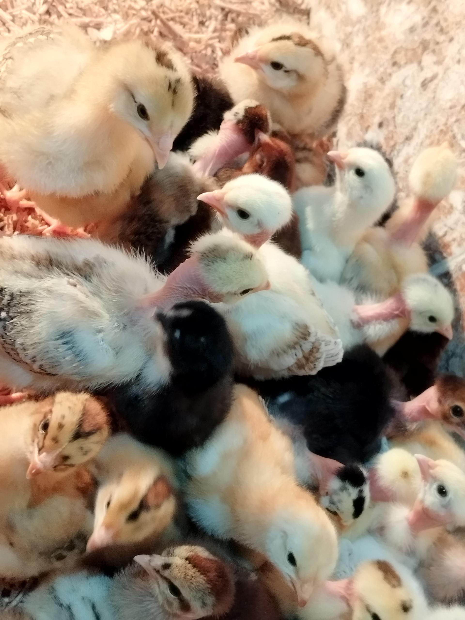 عکس خدمات مرغداری پشتیبان 