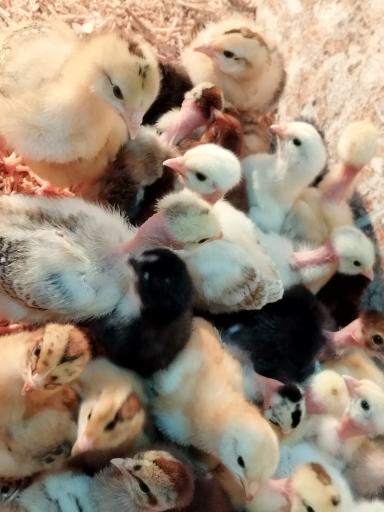عکس خدمات مرغداری پشتیبان 