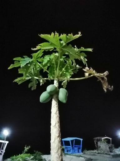 عکس هتل دیپلمات بندر لنگه