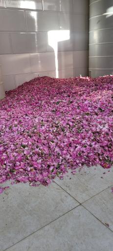 عکس عرقیات گل صحرا