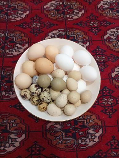 عکس بنکداری و پخش تخم مرغ زرین فام