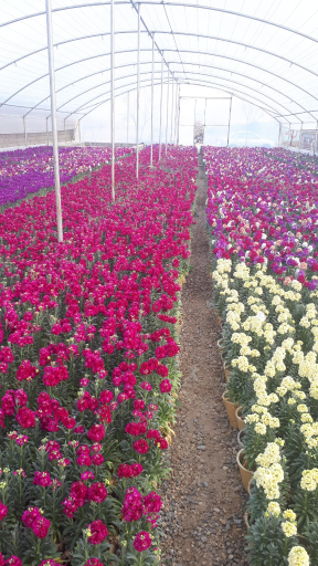 عکس گل و گیاه پارسا