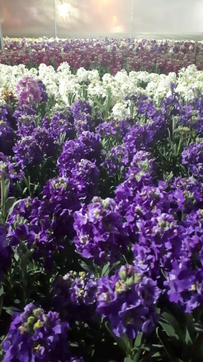 عکس گل و گیاه پارسا