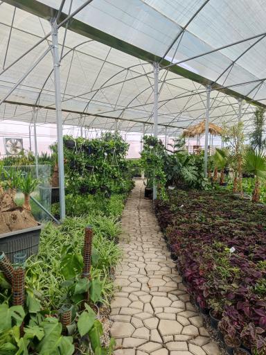 عکس باغ گل روما صیفیجان