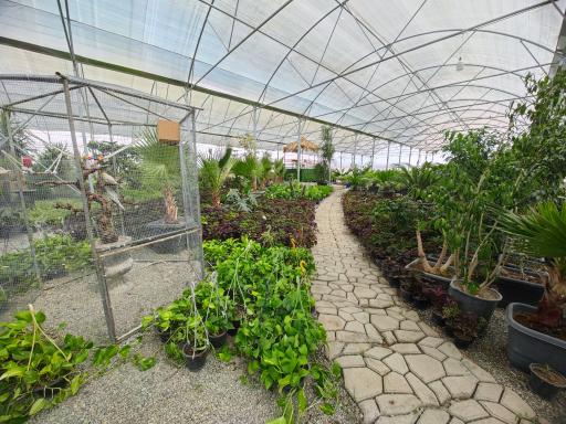 عکس باغ گل روما صیفیجان