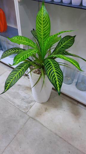 عکس گلسرا و تزئینات خورشید