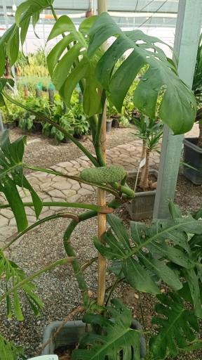 عکس باغ گل روما صیفیجان