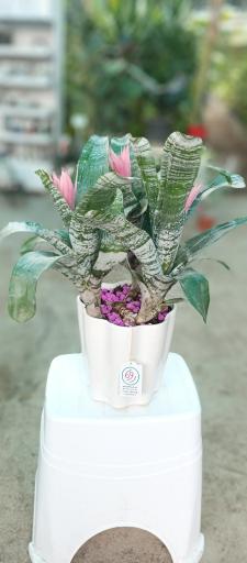 عکس باغ گل روما صیفیجان