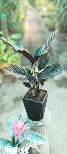 عکس باغ گل روما صیفیجان