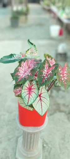 عکس باغ گل روما صیفیجان