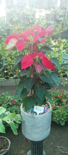 عکس باغ گل روما صیفیجان