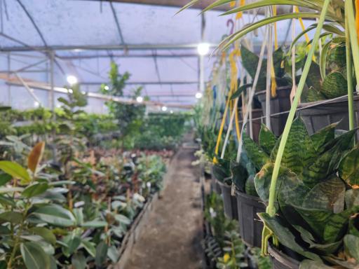 عکس باغ گل روما صیفیجان