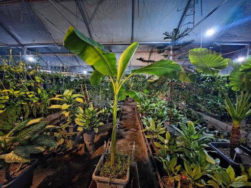 عکس باغ گل روما صیفیجان