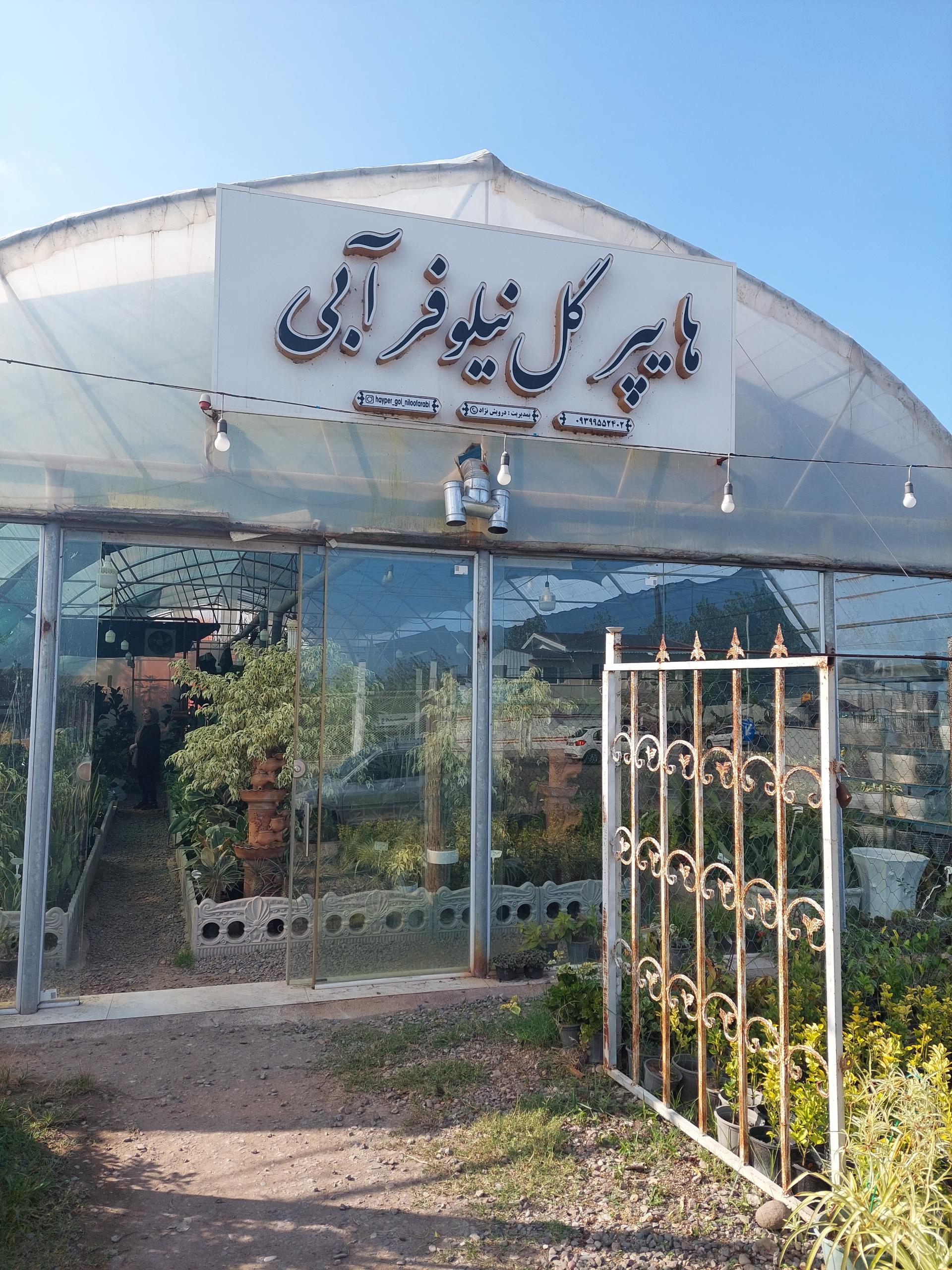 عکس هایپر گل نیلوفر آبی