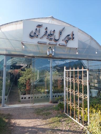 عکس هایپر گل نیلوفر آبی