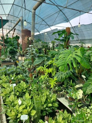 عکس هایپر گل نیلوفر آبی