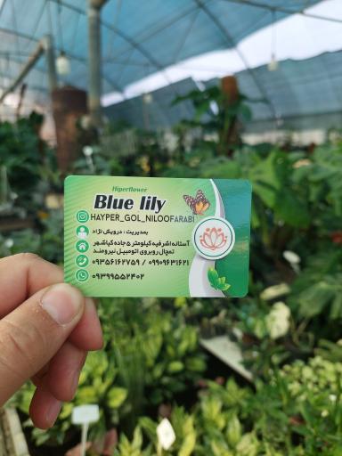 عکس هایپر گل نیلوفر آبی