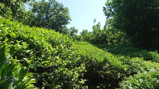 عکس کلجار