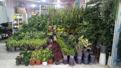 عکس گل فروشی میلاد گل