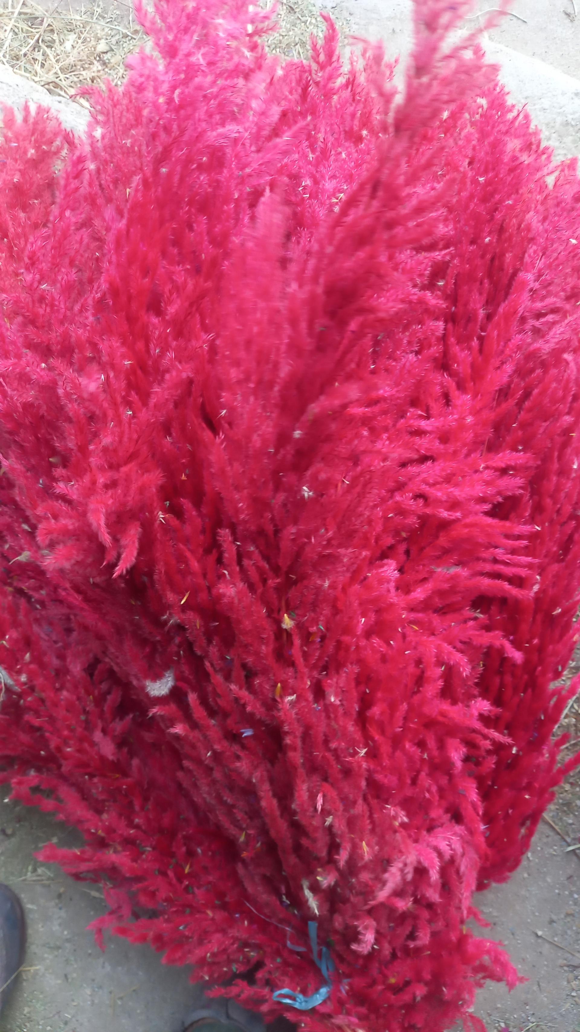 عکس گل وگیاه خزایی