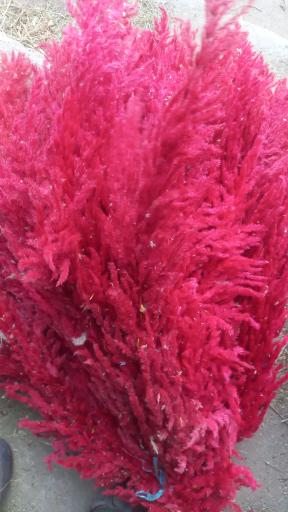 عکس گل وگیاه خزایی