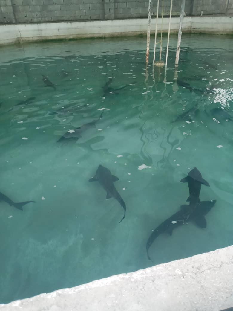 عکس پرورش ماهی نوروزیان