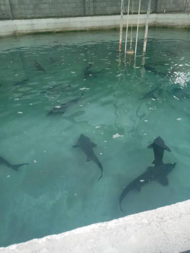 عکس پرورش ماهی نوروزیان